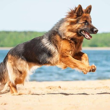 Pets & Animals Point