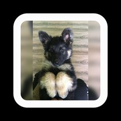 Jello the gsd