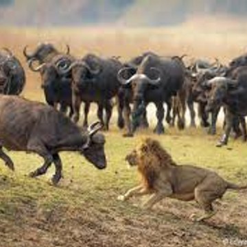 Wild Lion