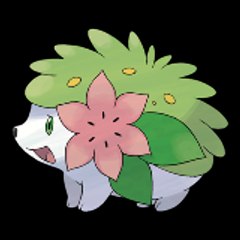 shaymin chanel