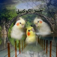 جسر الكوكتيل