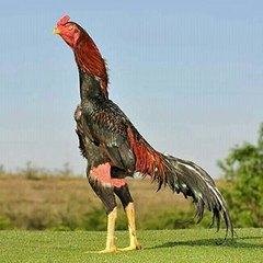 SyEd Birds