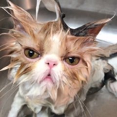 Funny Animals Video
