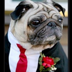 Funny Dog Videos