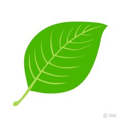 Leaf Media