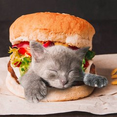Meow Meow TV