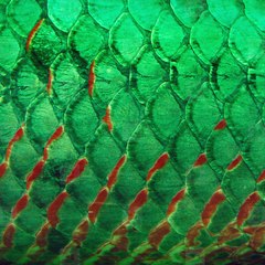 Fish Locker