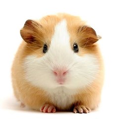 VETsays