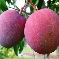 Beauty of Fruit & flower
