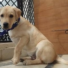 Super Alex the Labrador