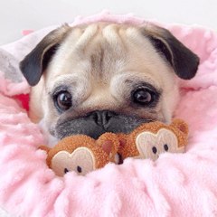 Cutie Pie Pets