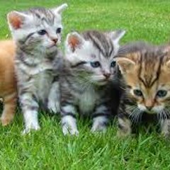 funny cat and Dogs videos