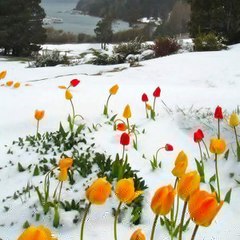gazal