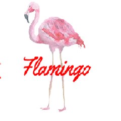 Flamingo