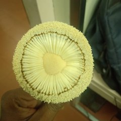 dm_f9cc44cca145088c8aafedde9d0210cd