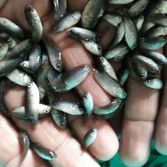 ABU DADA Fisheries-Biofloc RAS Pond Farming