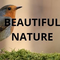 Beautful Nature