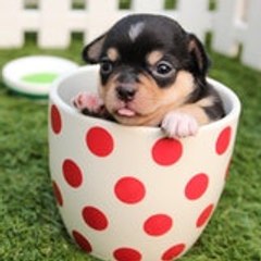 Pets Garden