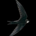 Ababil Birds
