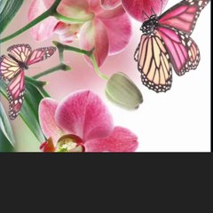 সোনার বাংলা সোনার দেশ Sonar bangla sonar desh