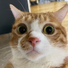Pet Animals