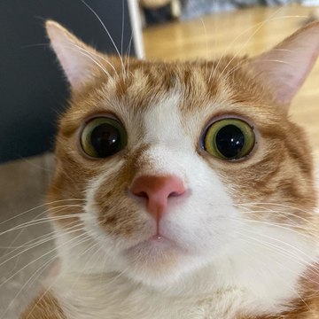 Pet Animals