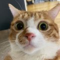 Pet Animals