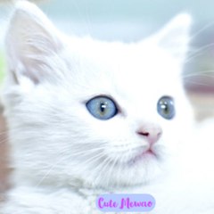 Cute Mewao