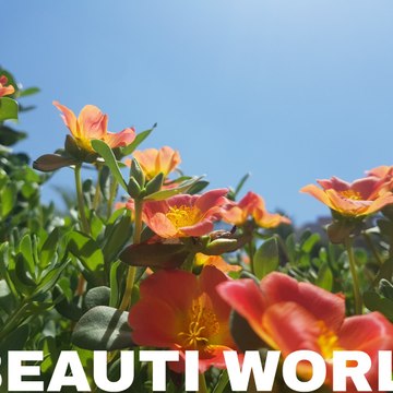 Beauty world