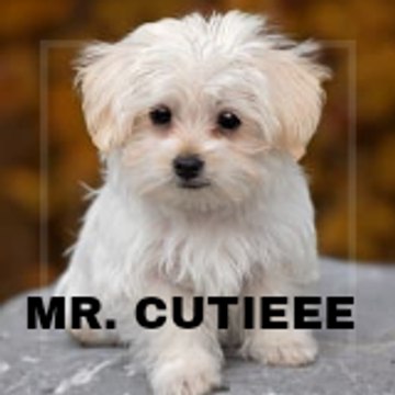 MR Cutieee