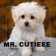 MR Cutieee
