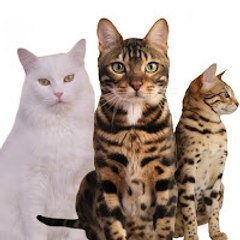 The Cats channel