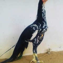 Aseel Morgha channel