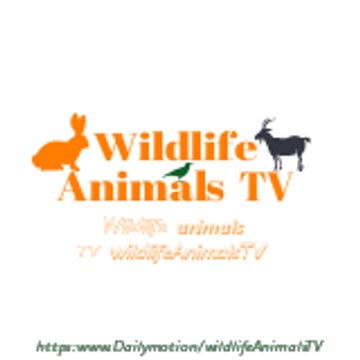Wildlife Animals TV