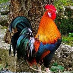 village food secrets