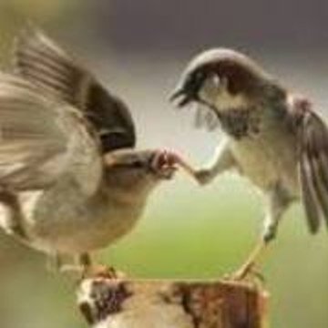 Little Sparrow
