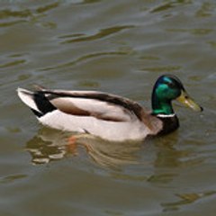fireduck