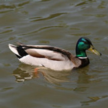 fireduck