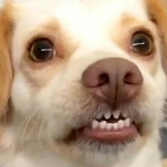 Funny videos 2020 LA