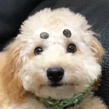 Jack
