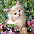 Lover's Cat's