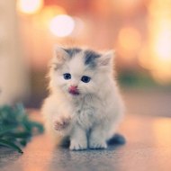 فيديوهات دحية