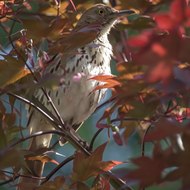 Soothing Relax Music