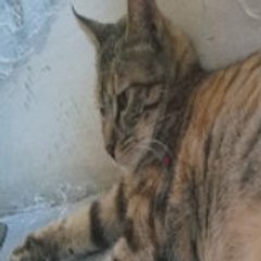 SIACAT