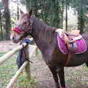 Morgane