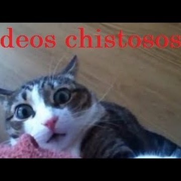 Videos Graciosos