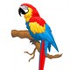 11 Love Parrot
