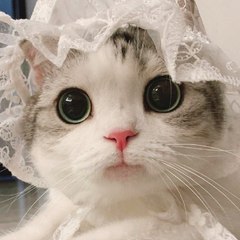 Funny animal video