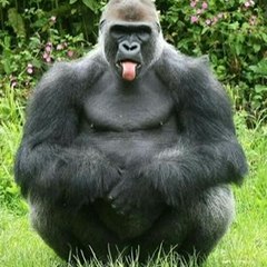 Los más graciosos )