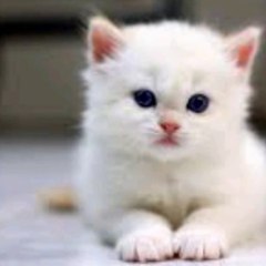 Animals and cartoons